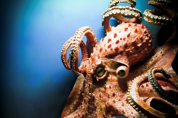 Kraken купить клад