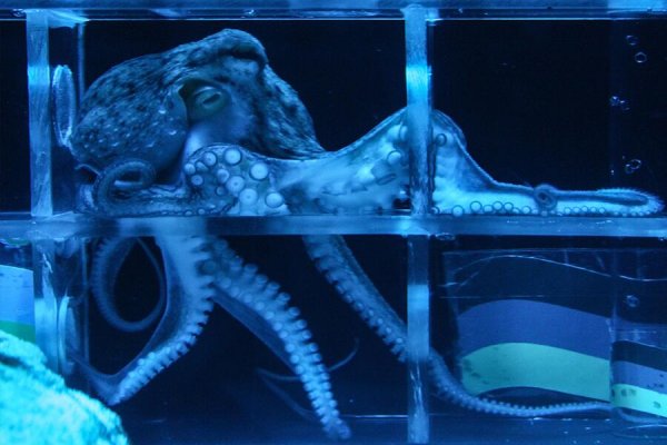 Kraken зеркало kraken dark link