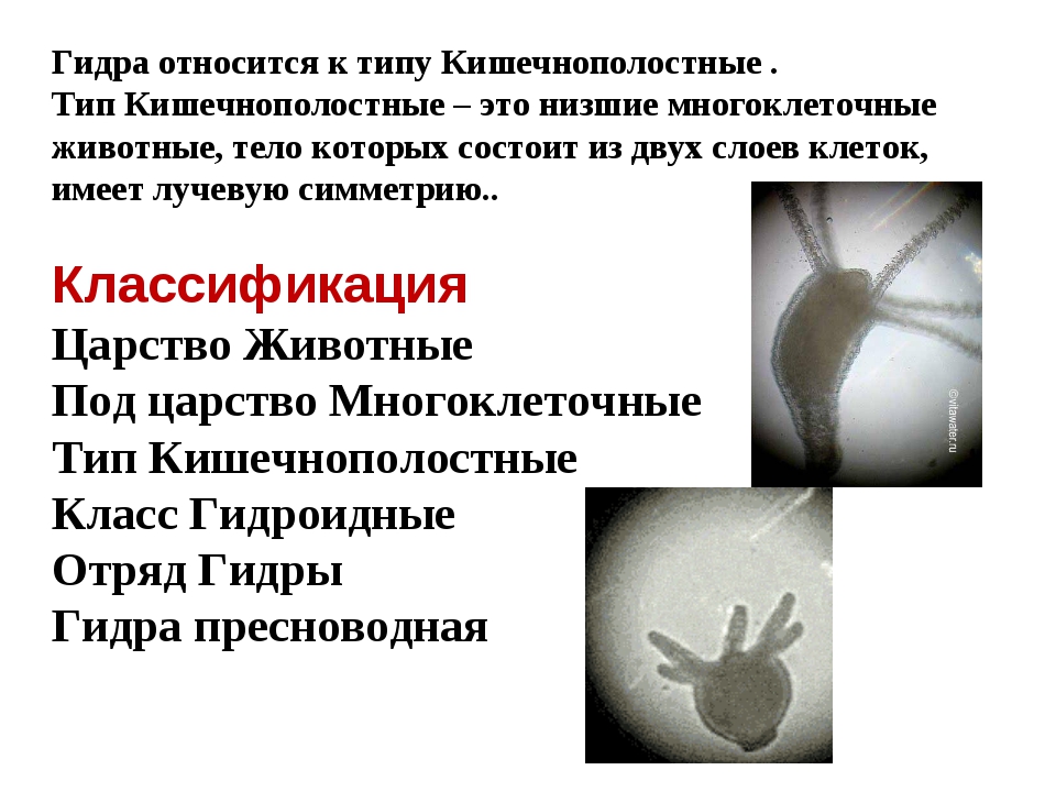 Прямая ссылка на кракен
