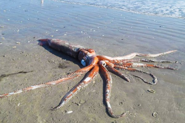 Магазин kraken даркнет